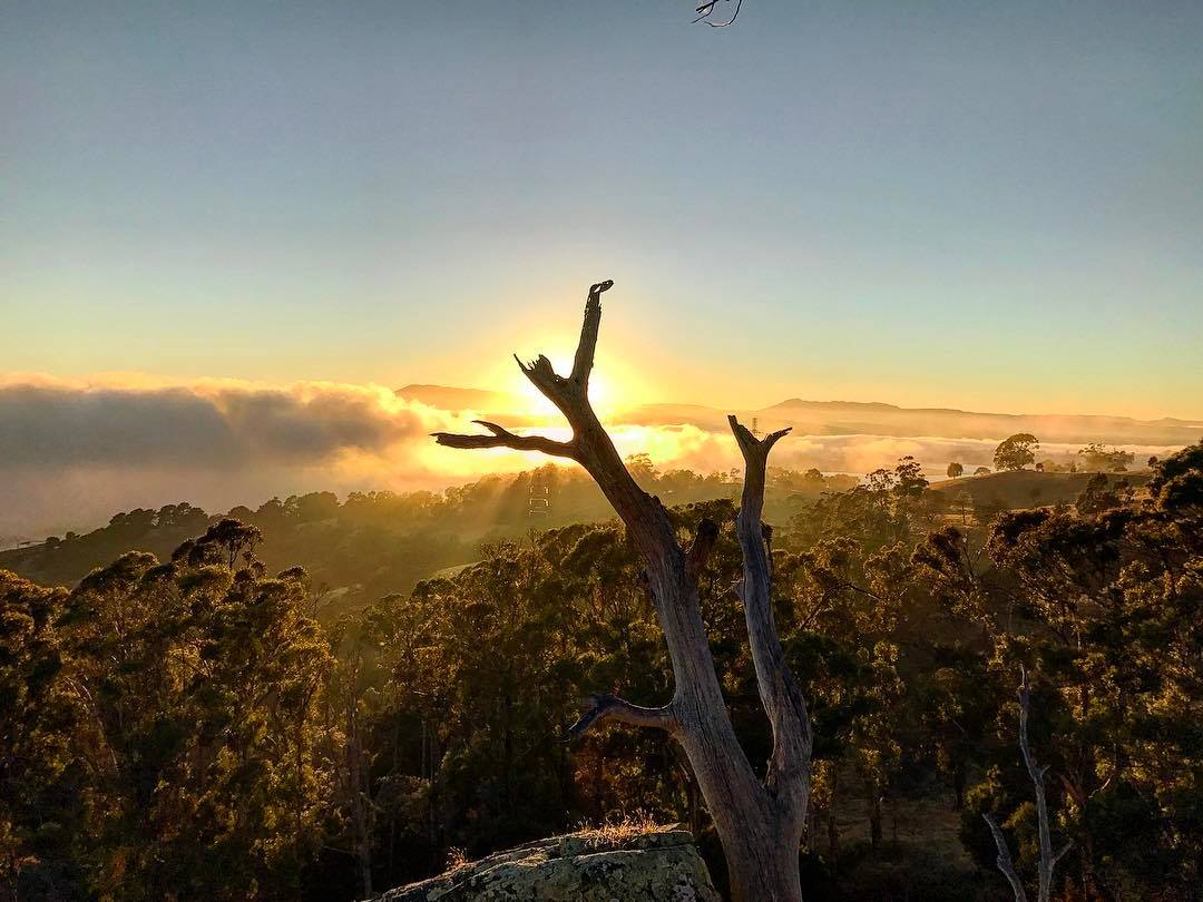 Sunrise over mist in the Tamar Valley from Brady's Lookout