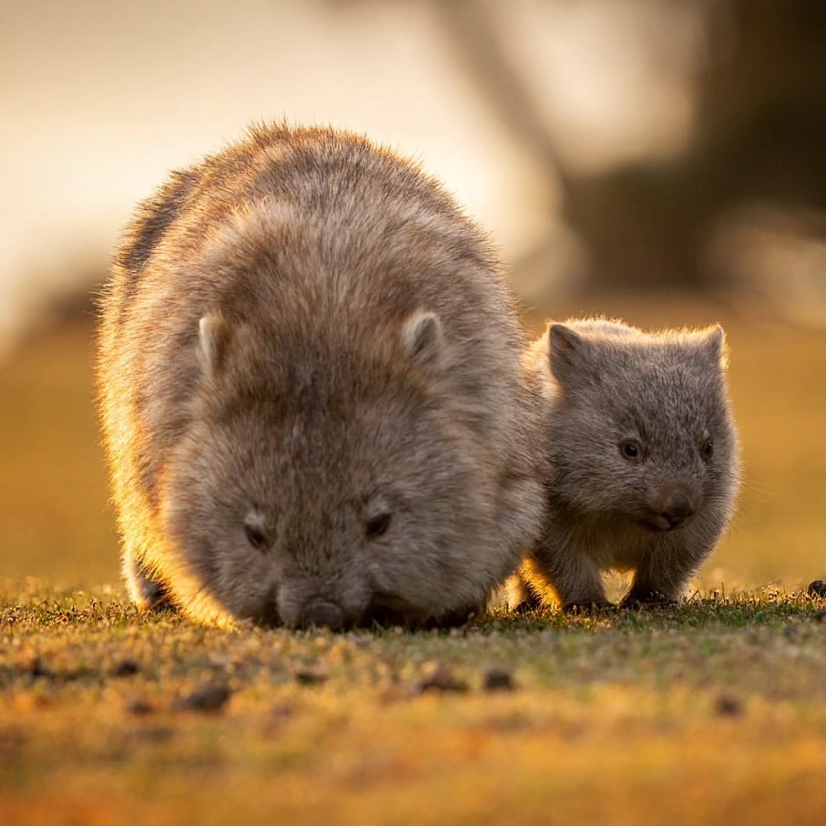 Wombat and joey on Maria Island