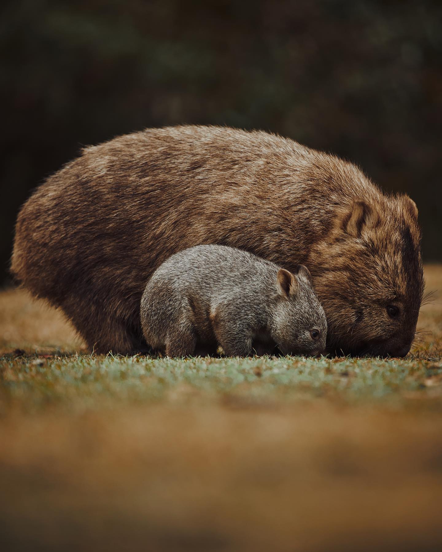 Adult wombat and joey encountered during the Overland Track